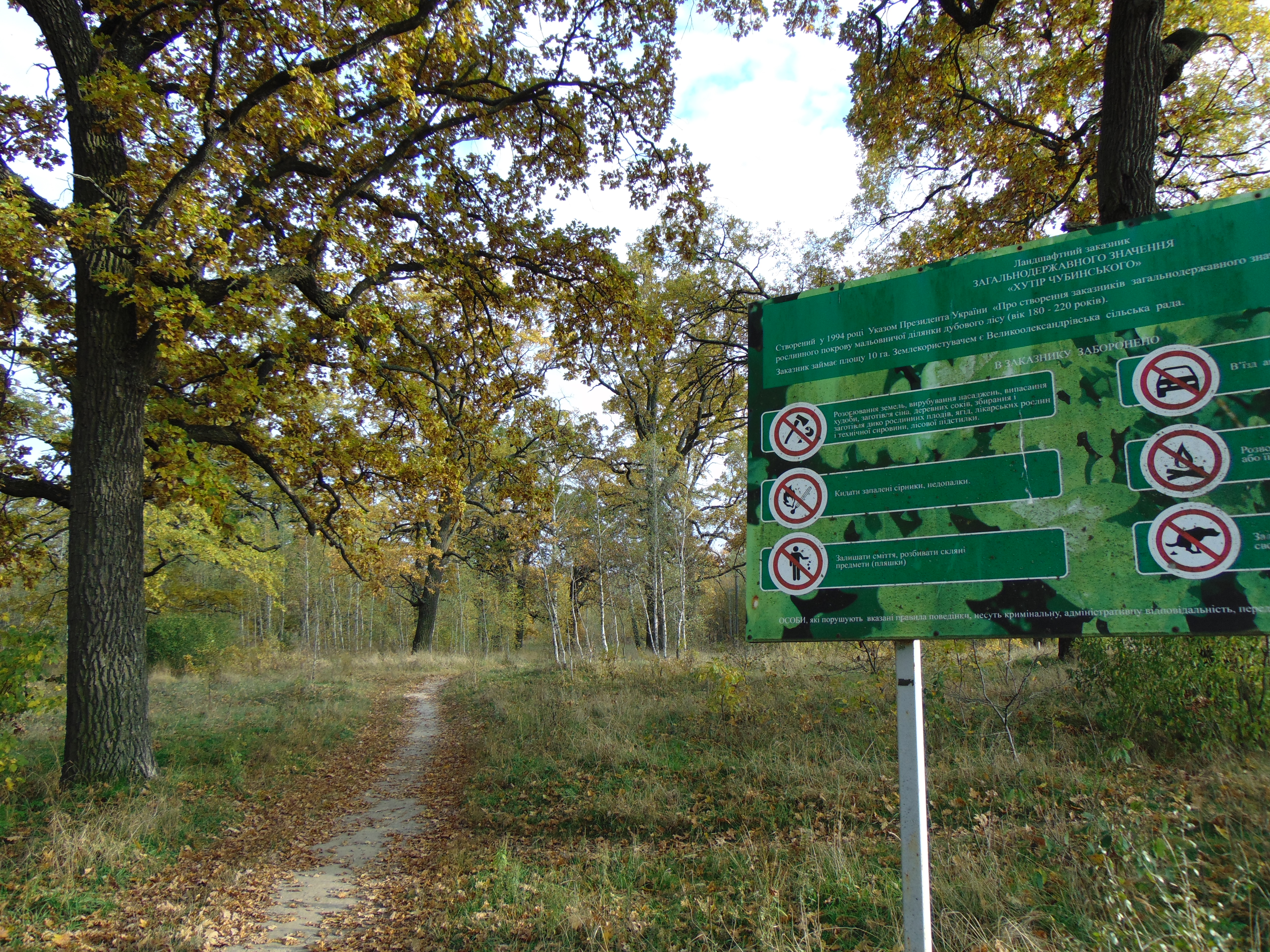 Ancient oaks of Chubynske